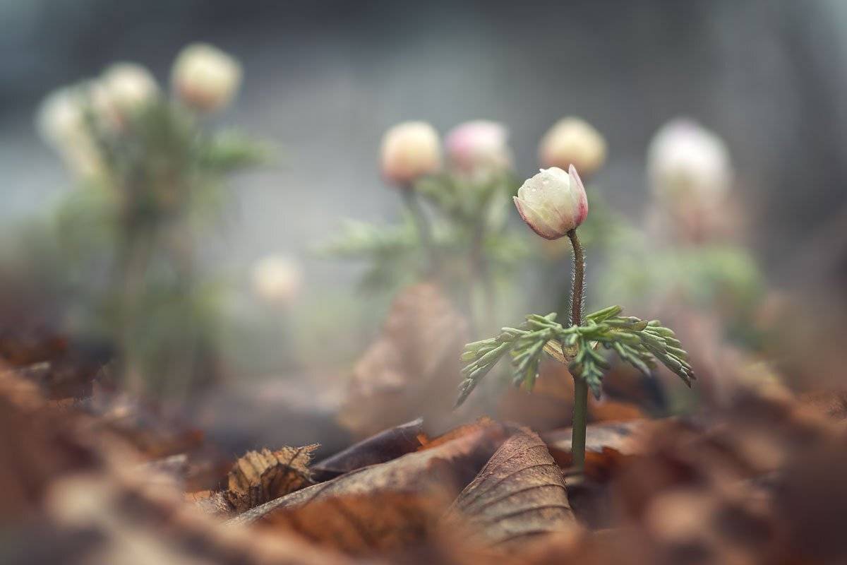 , Шинкарева Елена