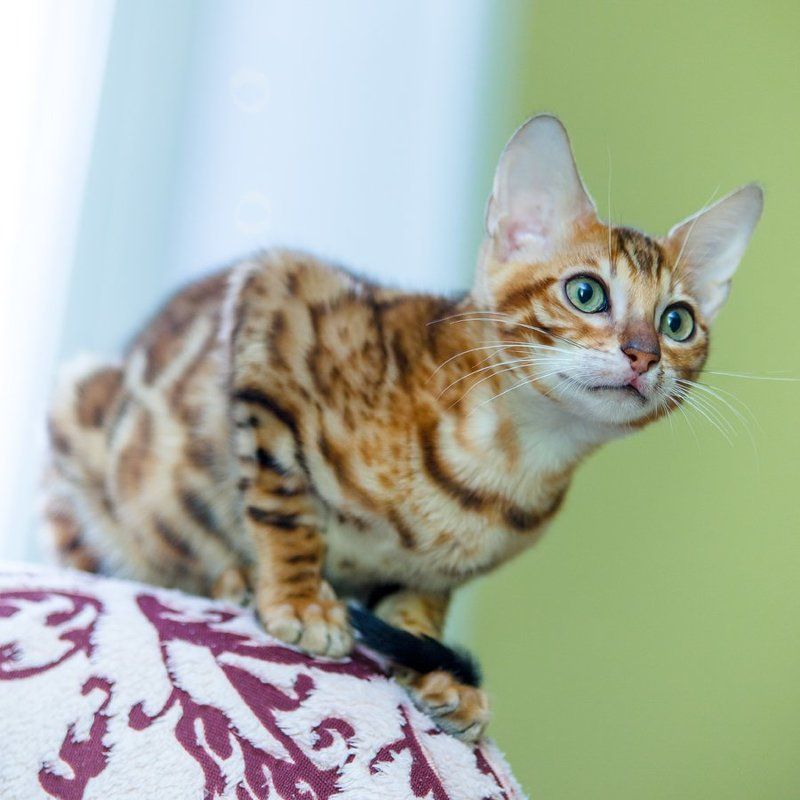 Любопытство не порок :) фото превью