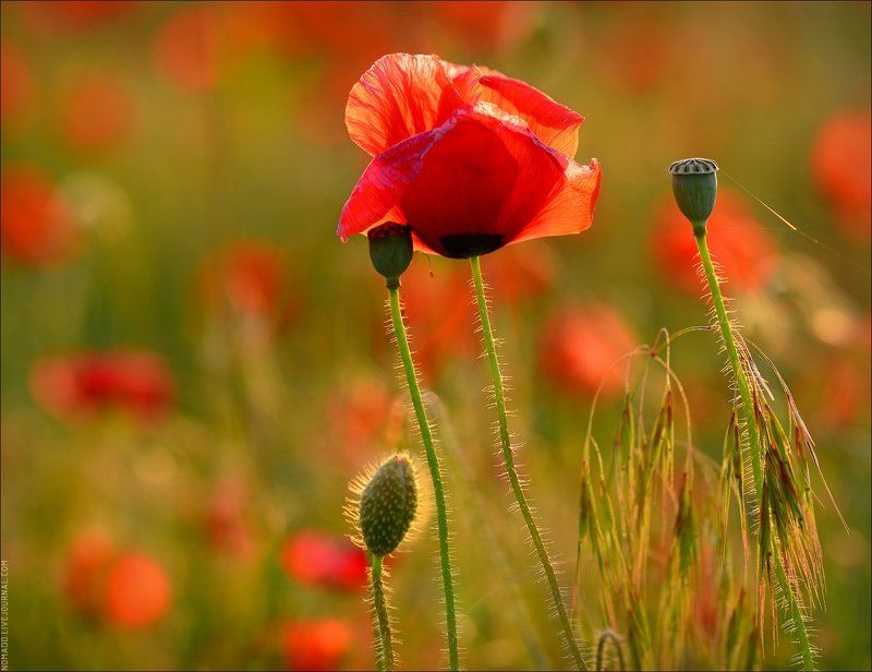 мак, макро, цветение Огненные цветы фото превью