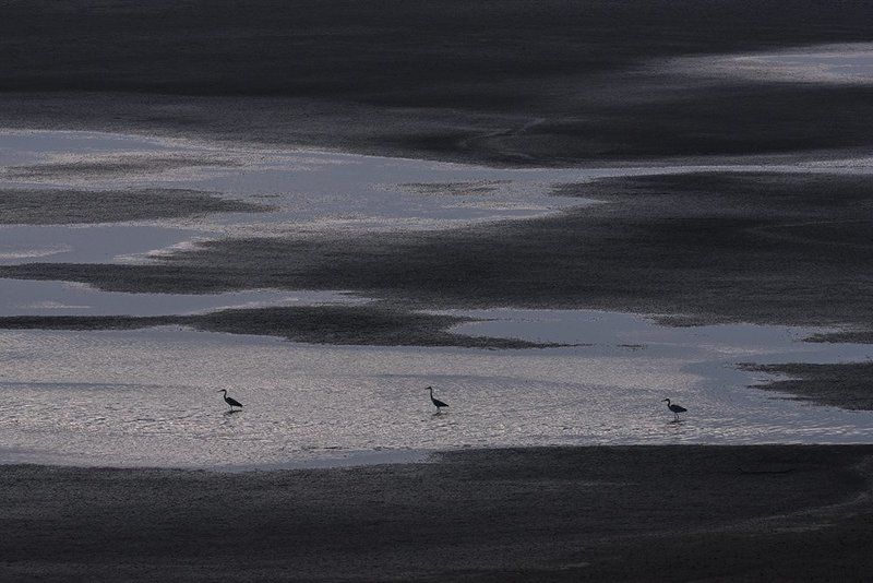 серые, , цапли марсианские хроники фото превью