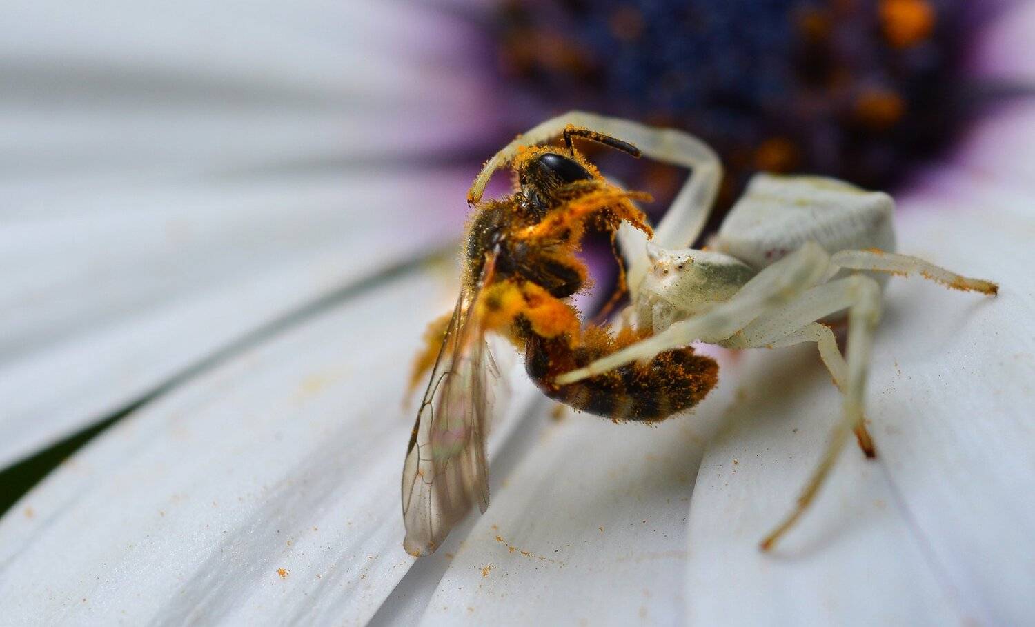 природа, макро, хищник и жертва, паук, мизумена, пчела, Неля Рачкова