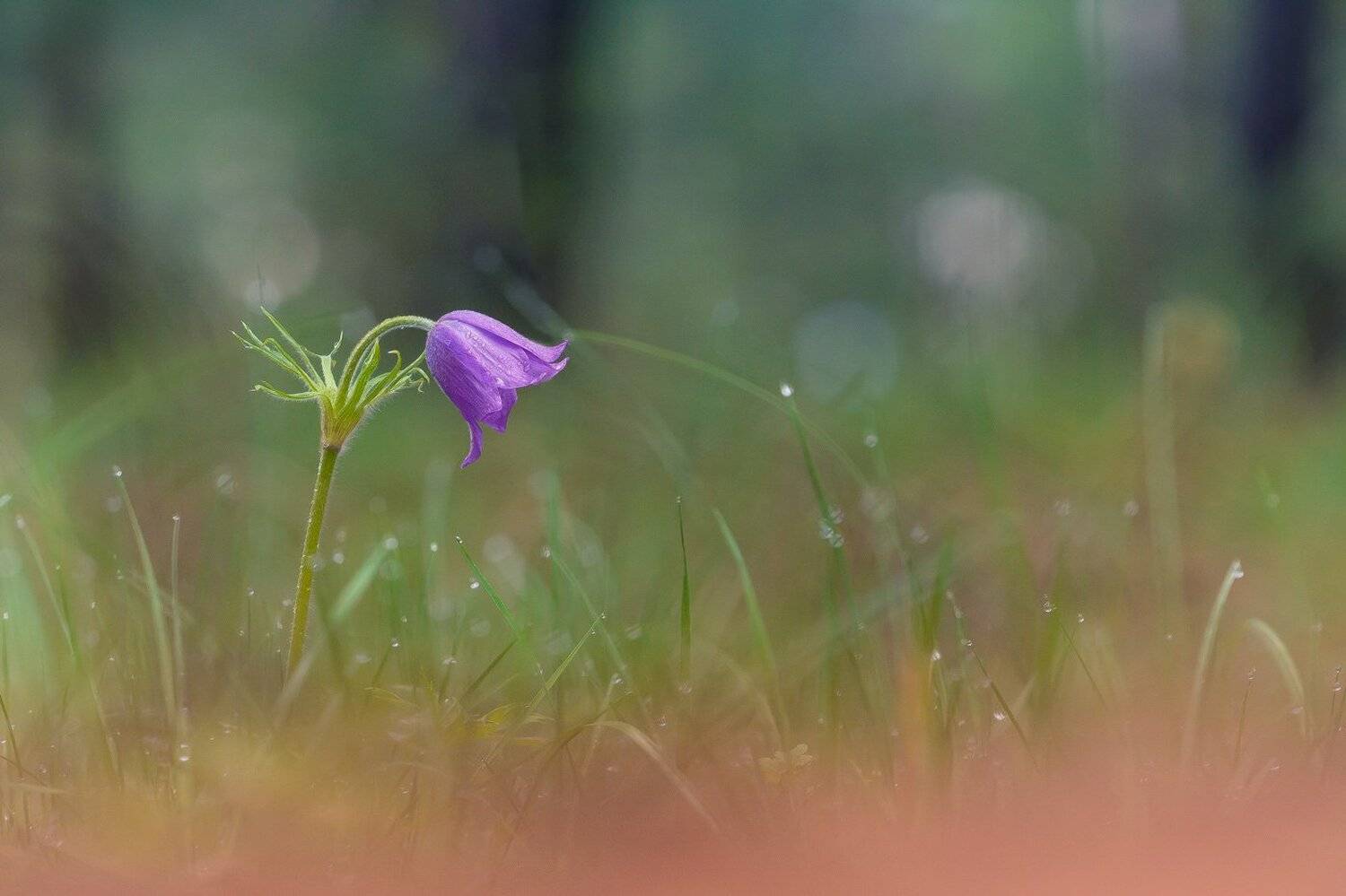 , Кузнецов Дмитрий
