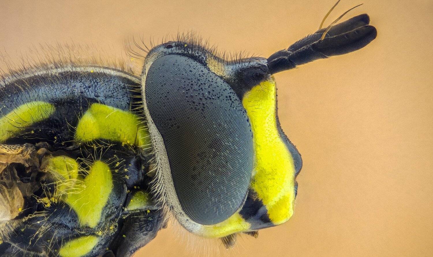 ceclii,macro,lgg4, extremmacro,  макро, Tsvetan Ganev