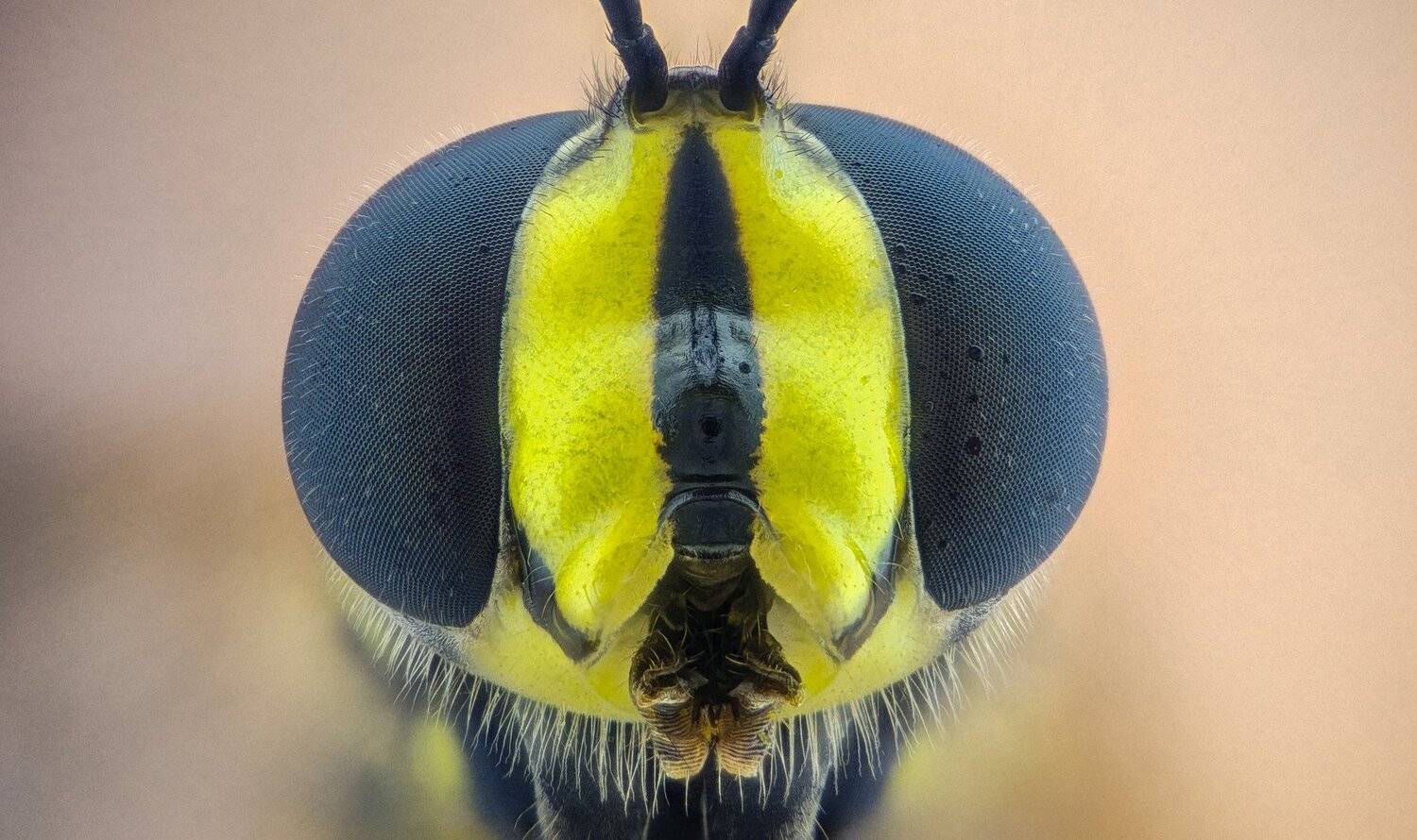 ceclii,macro,lgg4, extremmacro,  макро, Tsvetan Ganev