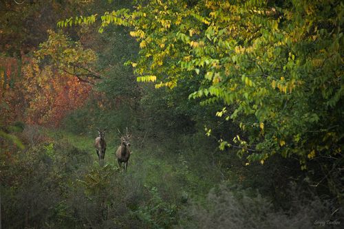 Осень для двоих