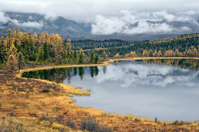 лиственницы, осень, облака, отражения, горный алтай, озеро киделю Киделю, в ожидании света… фото превью