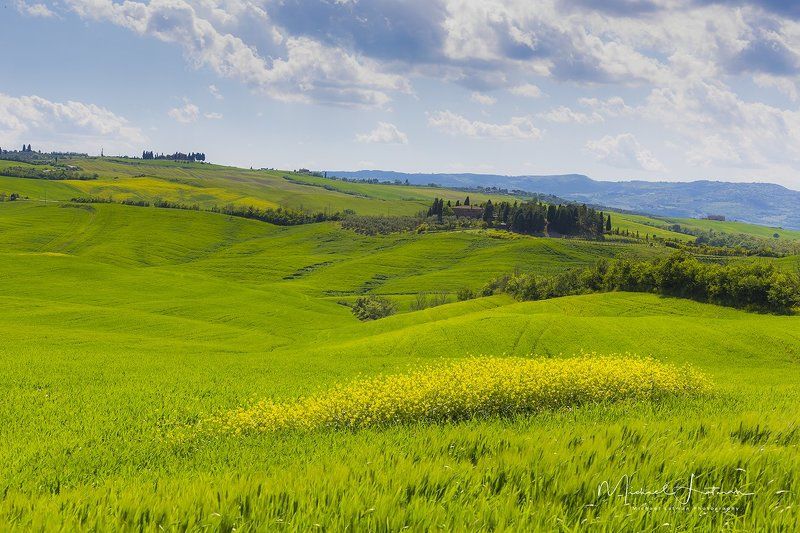 spring,toscan,italy, green, wheat, velvet,flowers, sky,blue,cypress Spring in Tuscany фото превью