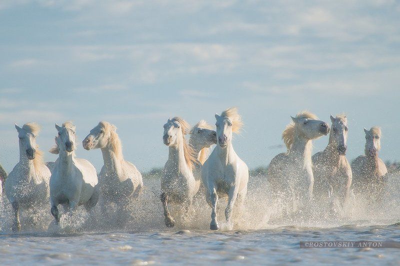 Камарг, жеребцы, кони, лошади, Camargue Жеребцы Камарга фото превью