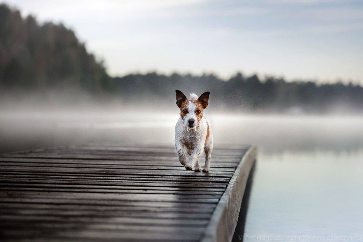 собака, природа, Анна Аверьянова