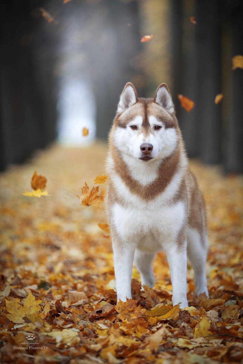 собака, осень, хаски, парк, Светлана Писарева