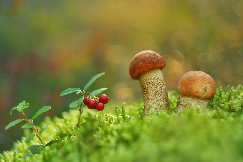 Грибы-грибочки фото превью