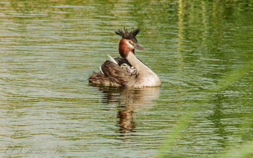 great crested grebe