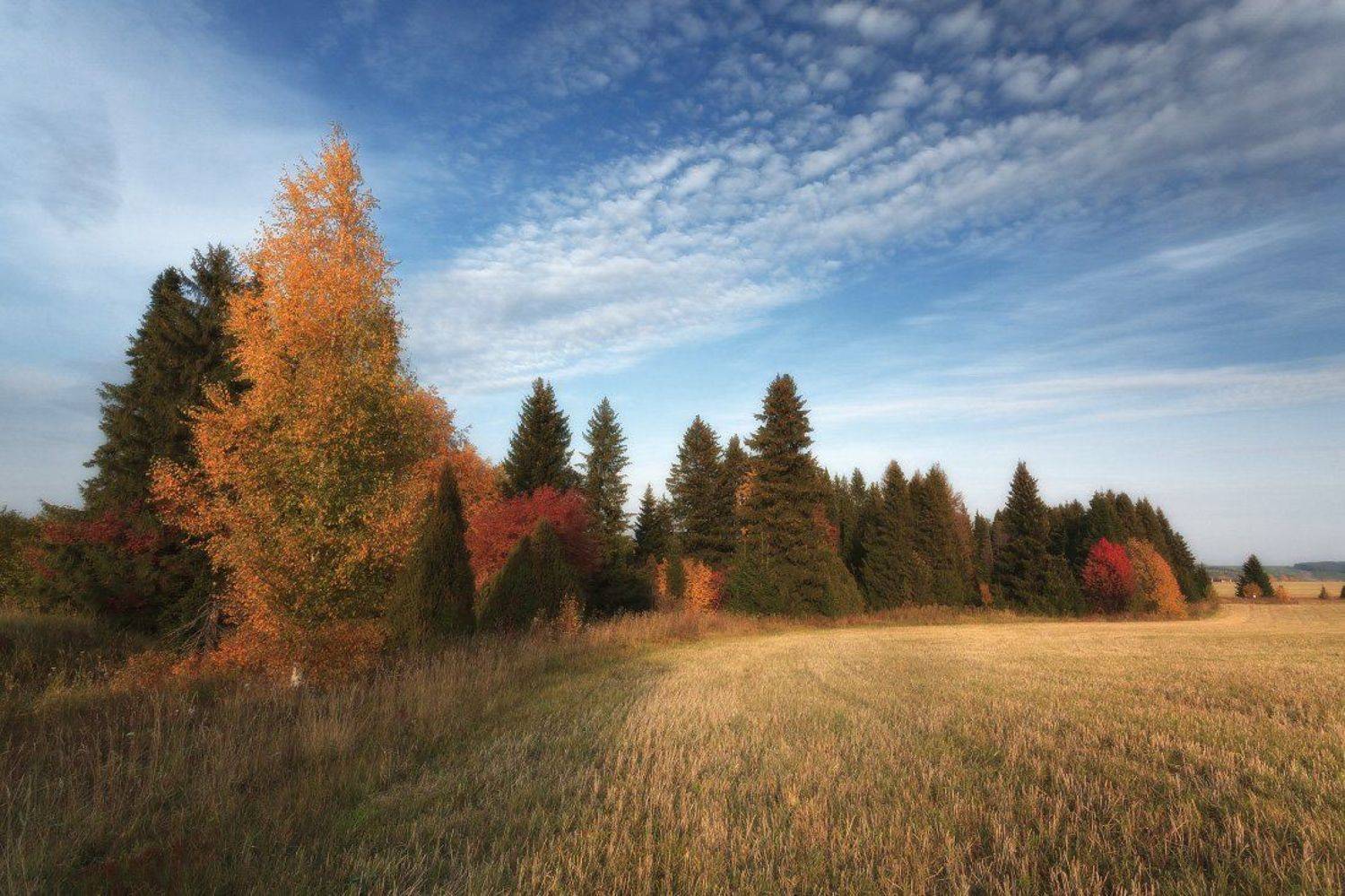 Поле трава лес краски осень облака, Георгий Машковцев