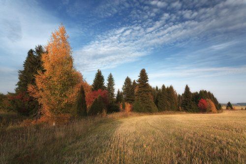 Изгиб осеннего леса