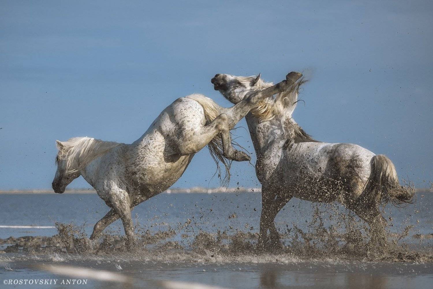 Камарг, жеребцы, бой, кони, Франция, Camargue, Антон Ростовский
