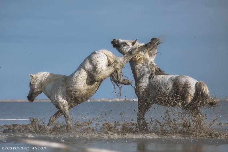 Камарг, жеребцы, бой, кони, Франция, Camargue точный удар фото превью