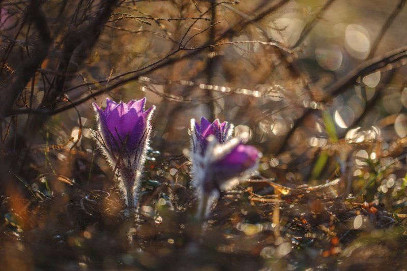 сон-трава,первоцвет,прострел,весна,макро Весна.. фото превью