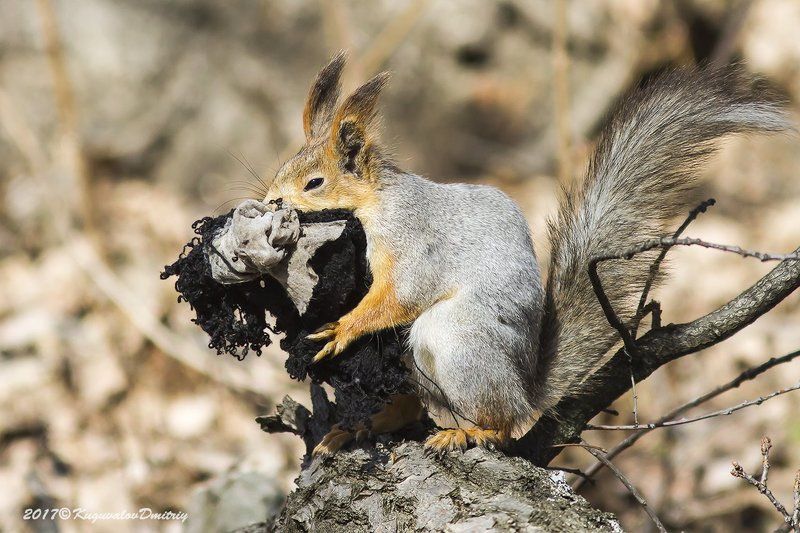 Белка фото превью
