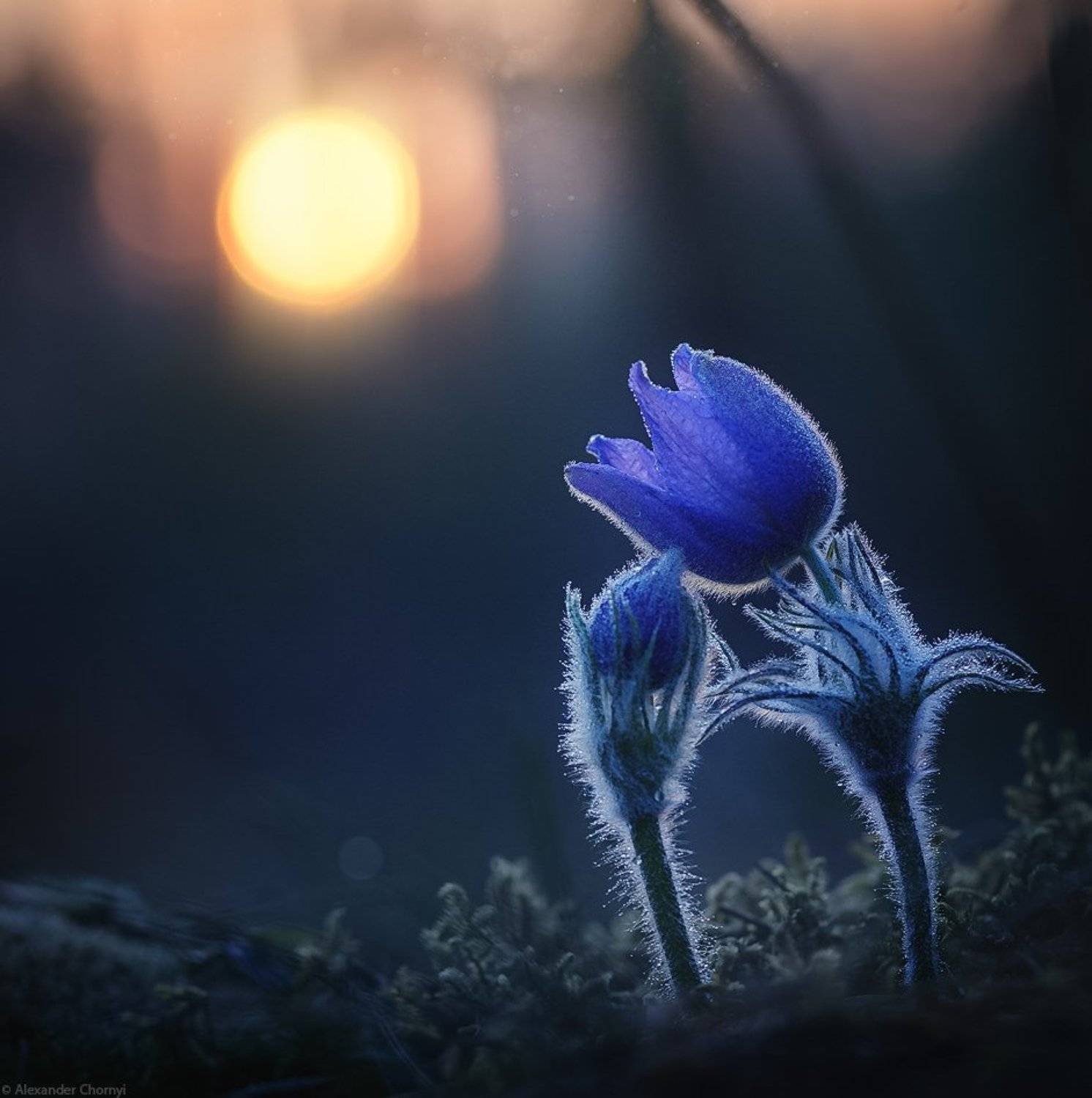 oleksandr chornyi, макро, макро красота, макро мир, макро истории, природа, украина, коростышев, сон-трава, лес, весна, любовь, закат,, Александр Чорный