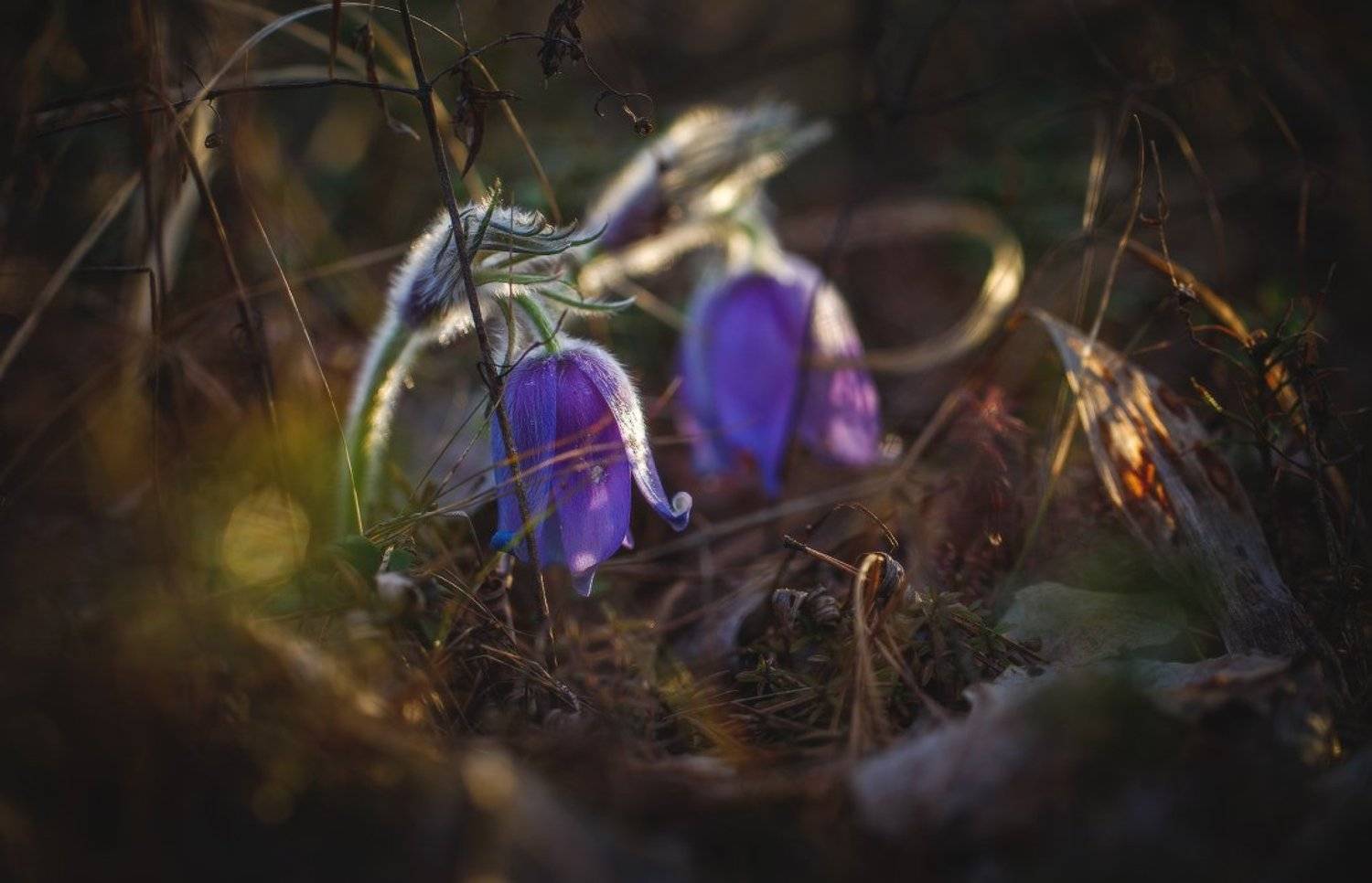 сон-трава,первоцвет,прострел,весна,макро, Андрей Дитковский