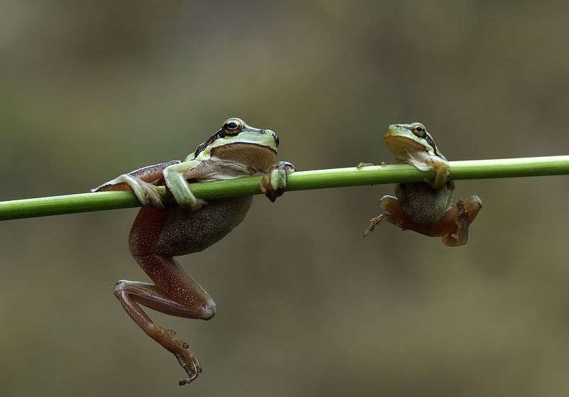 animals,nature, macro,frogs,tree frog,family,mother,son,schooling,training, Schooling! Yes, you can do it, son. фото превью