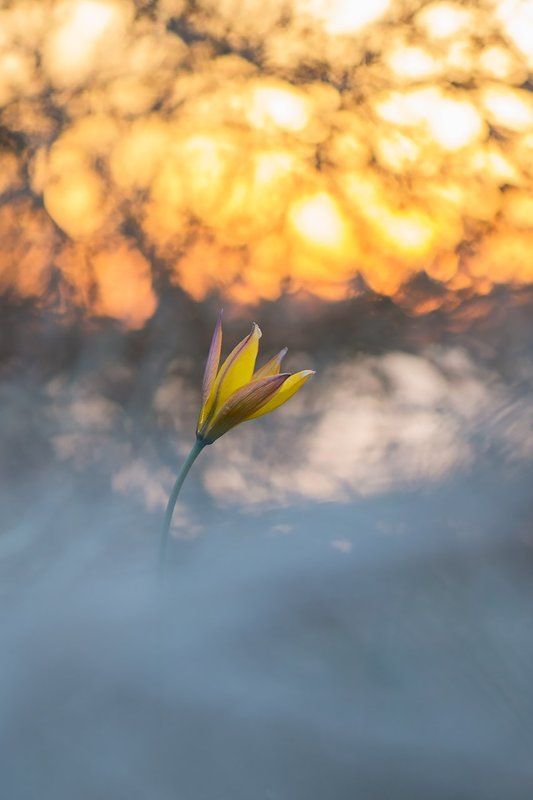 тюльпан,цветы,цветок,макро,растения,природа,flower,flowers,macro,sunset,nature Тюльпан Биберштейна фото превью