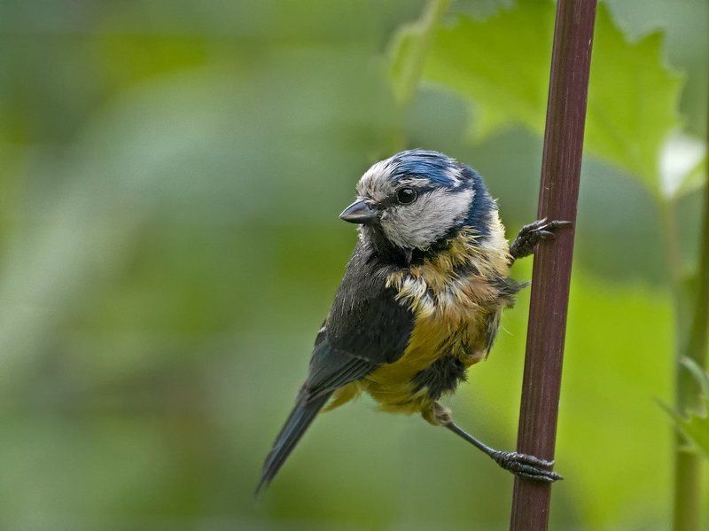 лазоревка, синица, птица Растрёпа фото превью