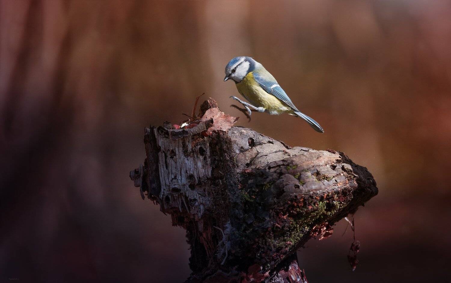 природа, лес, животные, птицы, Дмитрий Посевич