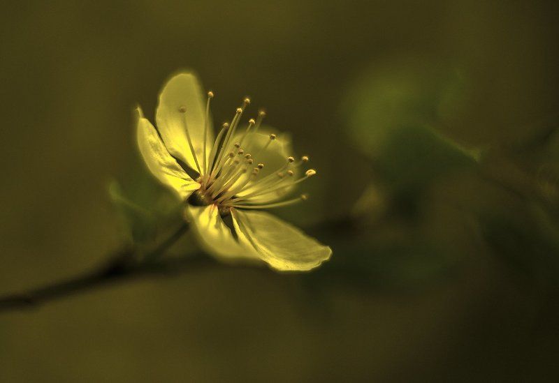 *** фото превью