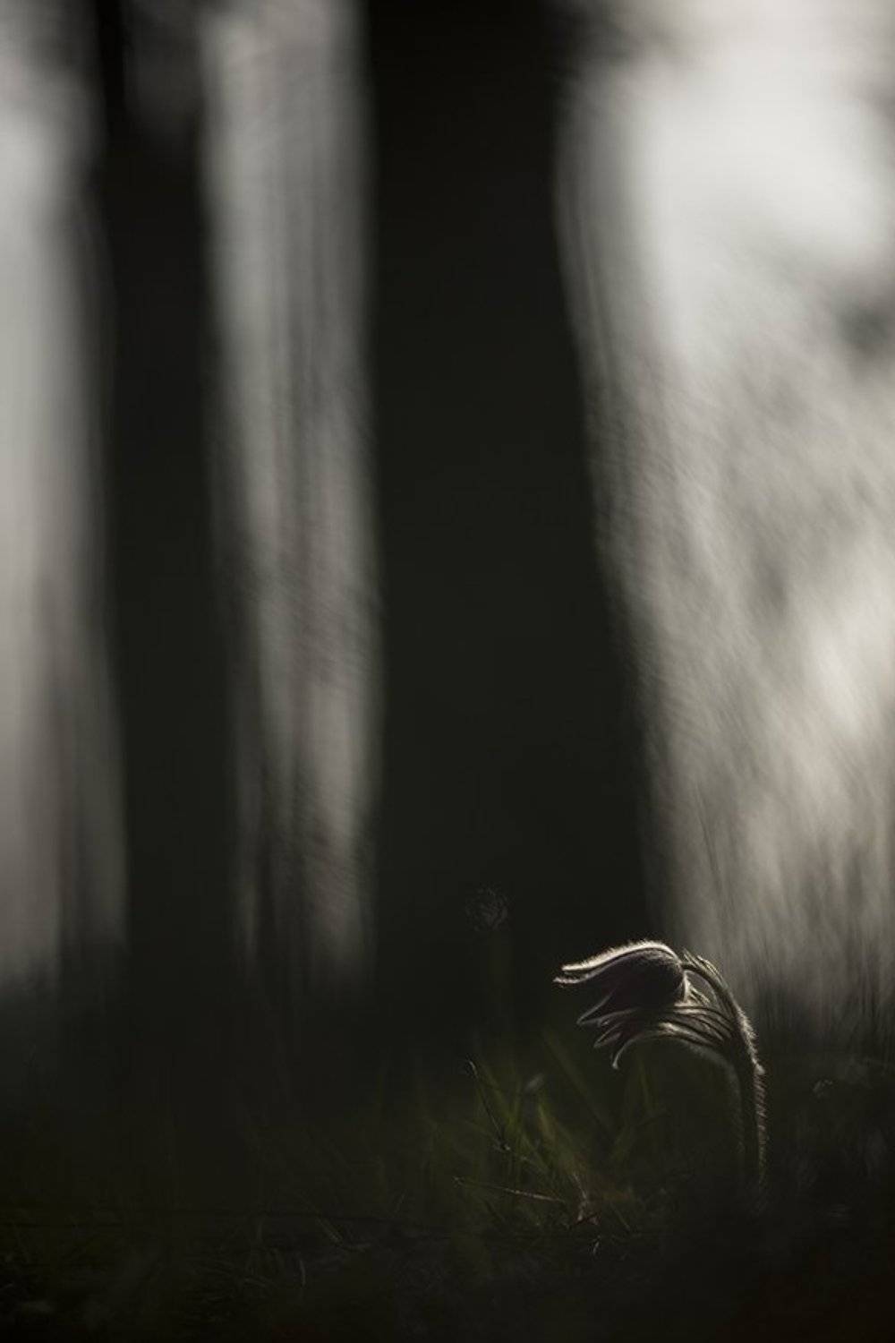 простлел, цветы, свет, цвет, сон трава, лес, весна, апрель, краски. маклок, воронеж, Геннадий Мещеряков