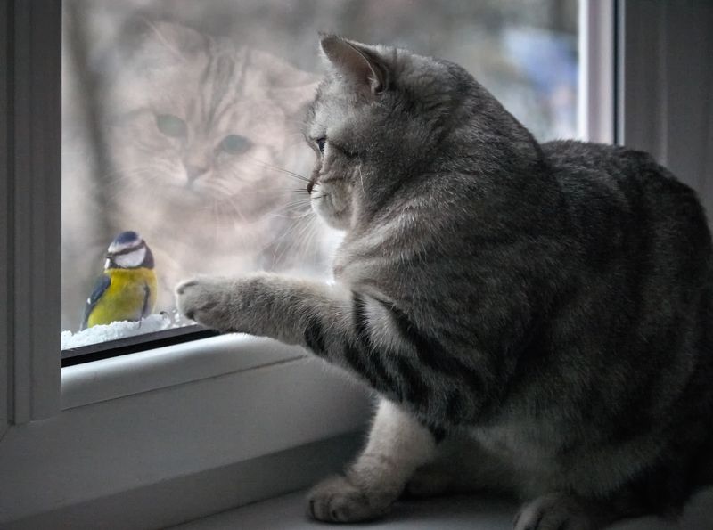 Cat and tit... фото превью