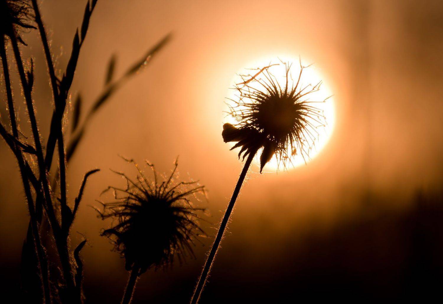 гравилат речной, Geum rivale, идол, стремление, солнце, закат, вечер, лето, оранжевый, круг, Ксения Соварцева