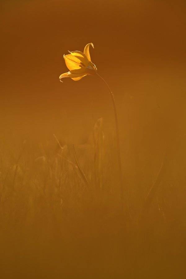 тюльпан, дубравный, tulipa, biebersteiniana, самарский лес, Sergii Markov