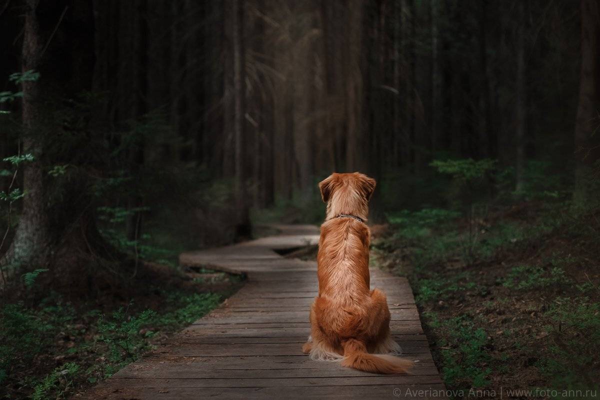 собака, лес, природа, Анна Аверьянова