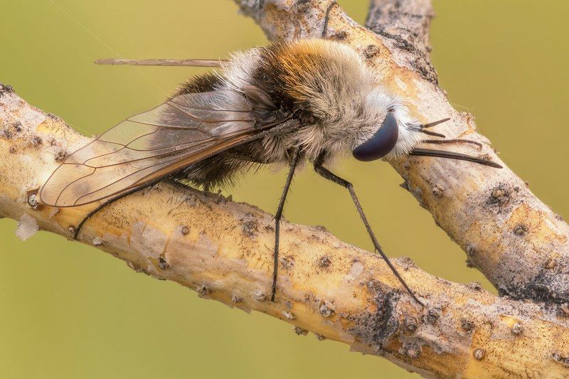 Bombylius ambustus   фото превью