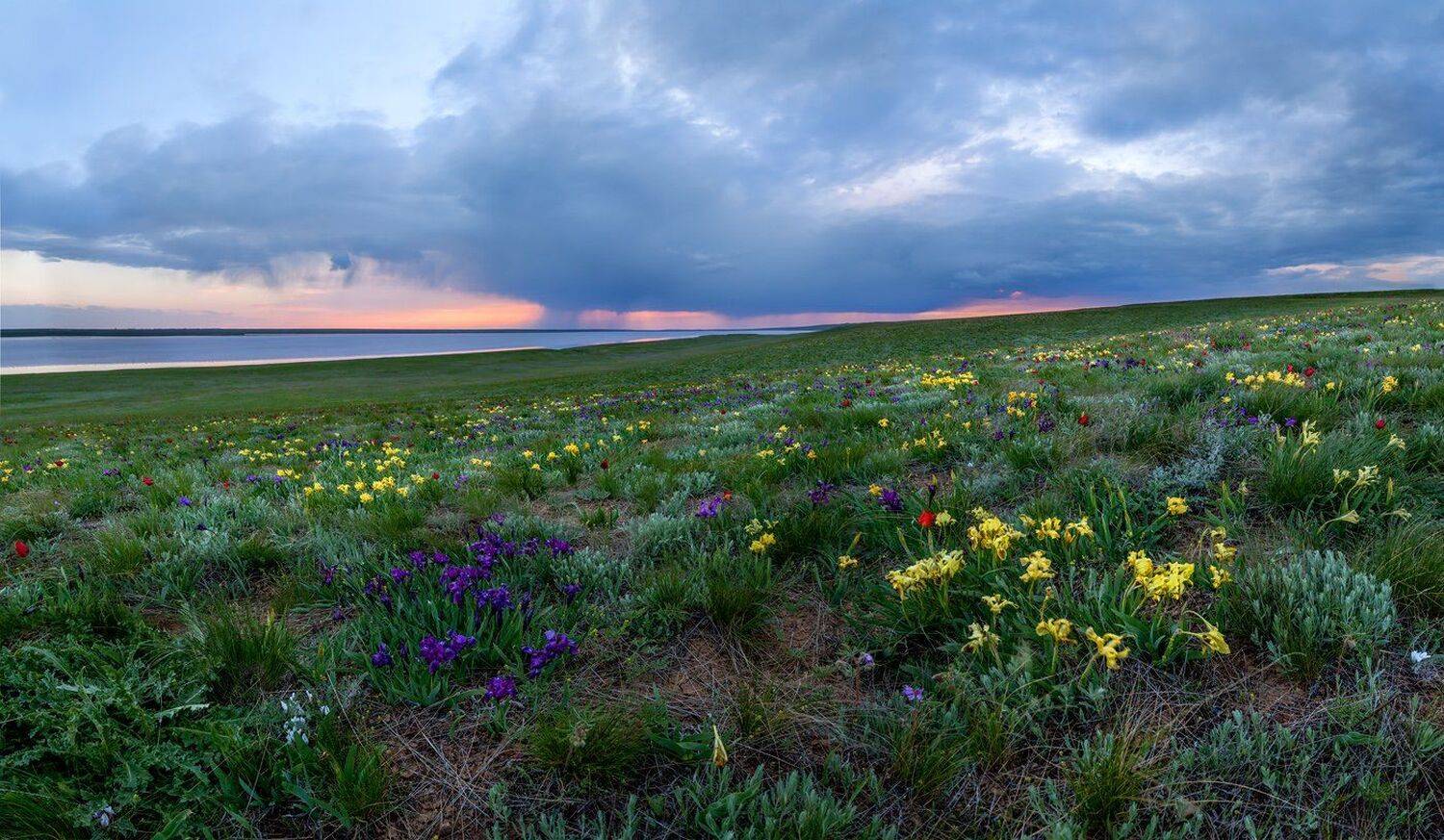 ирисы, Лопуховатое, Ростовский заповедник, степь, цветы, весна, Арсений Кашкаров