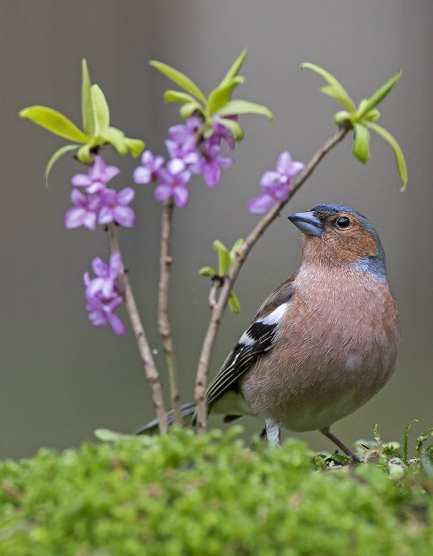 Зяблик фото превью