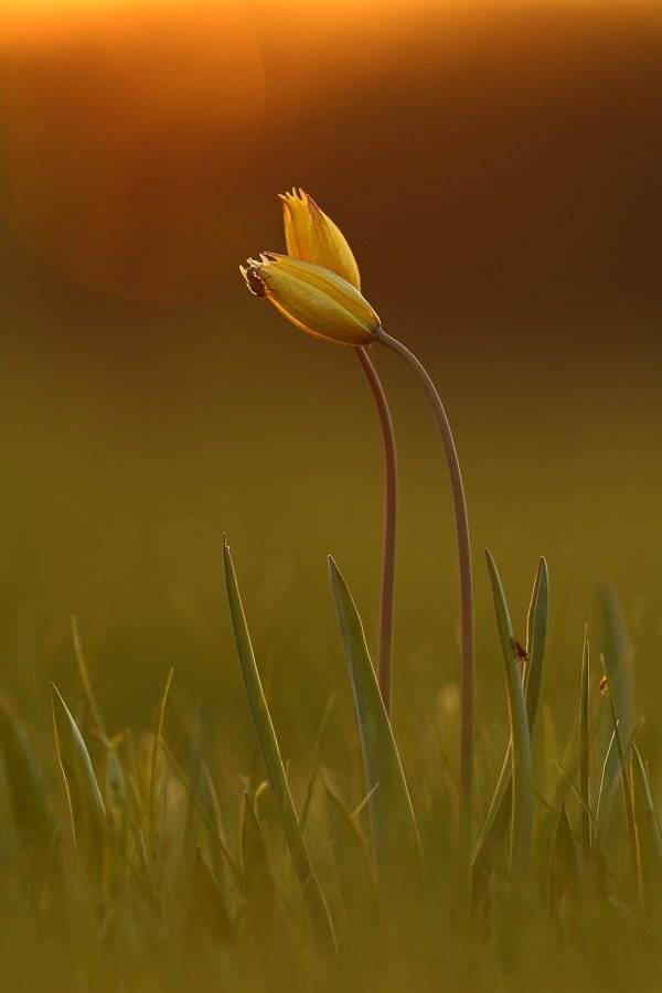 тюльпан, дубравный, tulipa, biebersteiniana, самарский лес, Sergii Markov