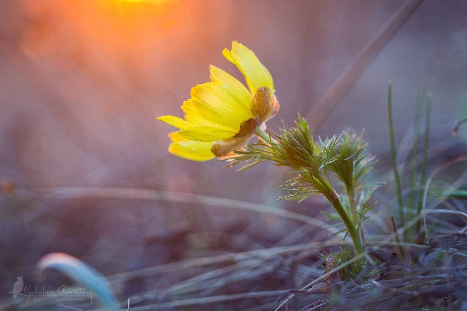 адонис, горицвет, цветы, макро, растения, macro, adonis, plants, Голубев Дмитрий