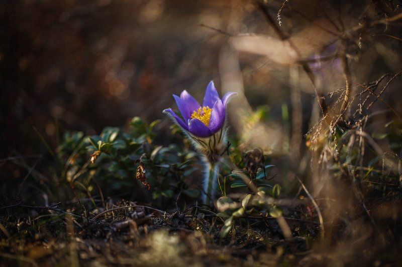 сон-трава,первоцвет,прострел,весна,макро Сон-трава.. фото превью