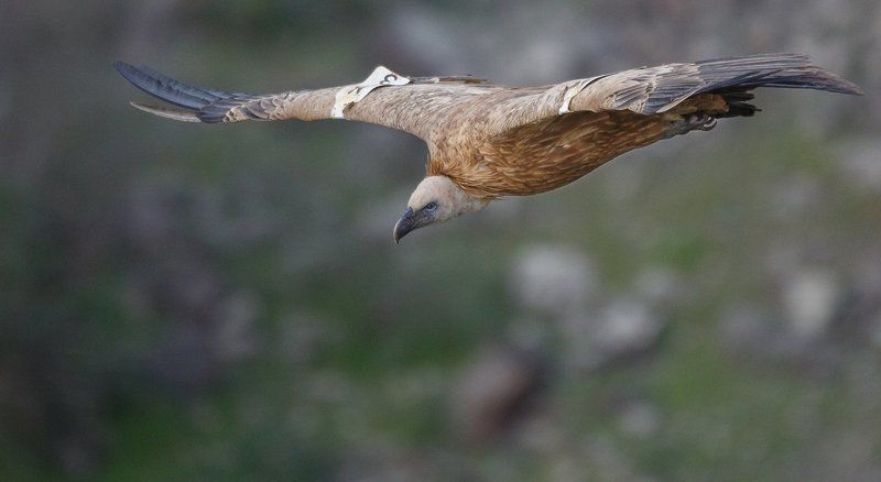 ..... Белоголовый сип фото превью