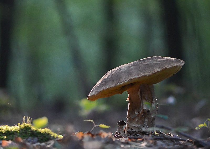 Лесные жители фото превью