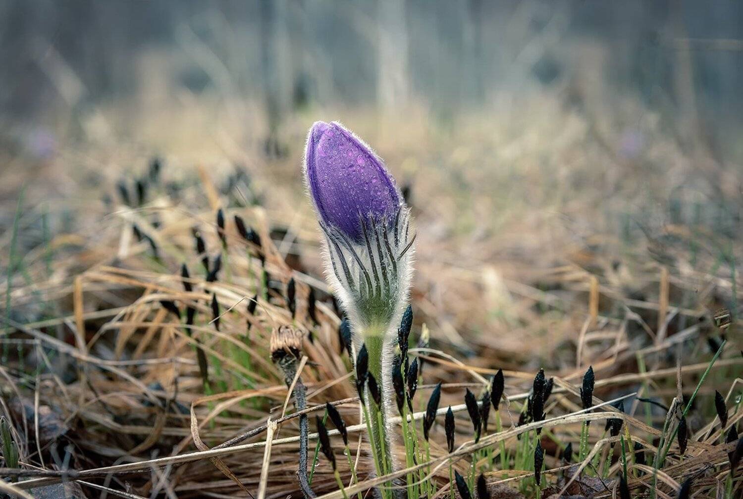 , Анатолий Зверев