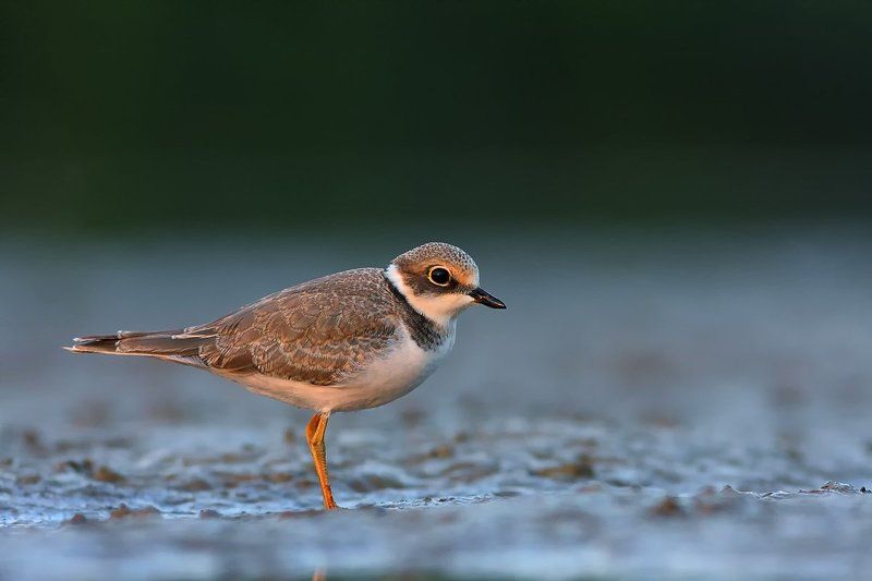 ... фото превью