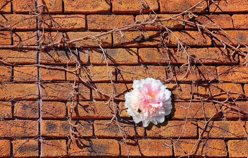 стена Живое и мертвое фото превью