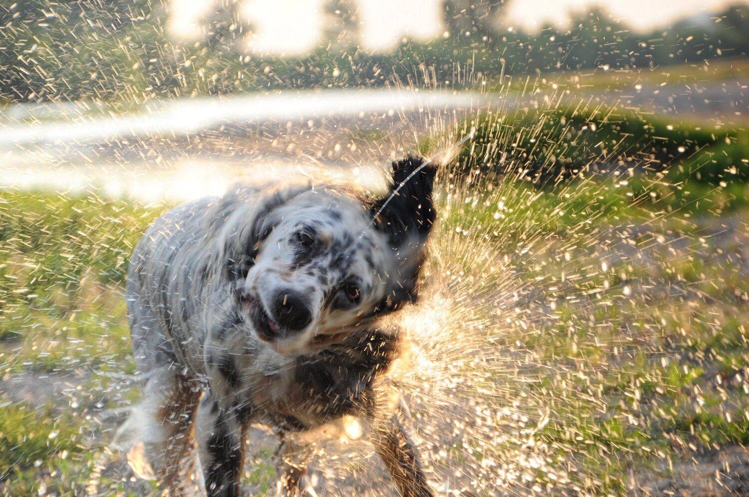 nikon d90, Tihomir Petkov