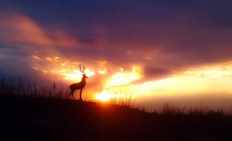 На трассе М 53 Байкал (мобильное фото) фото превью