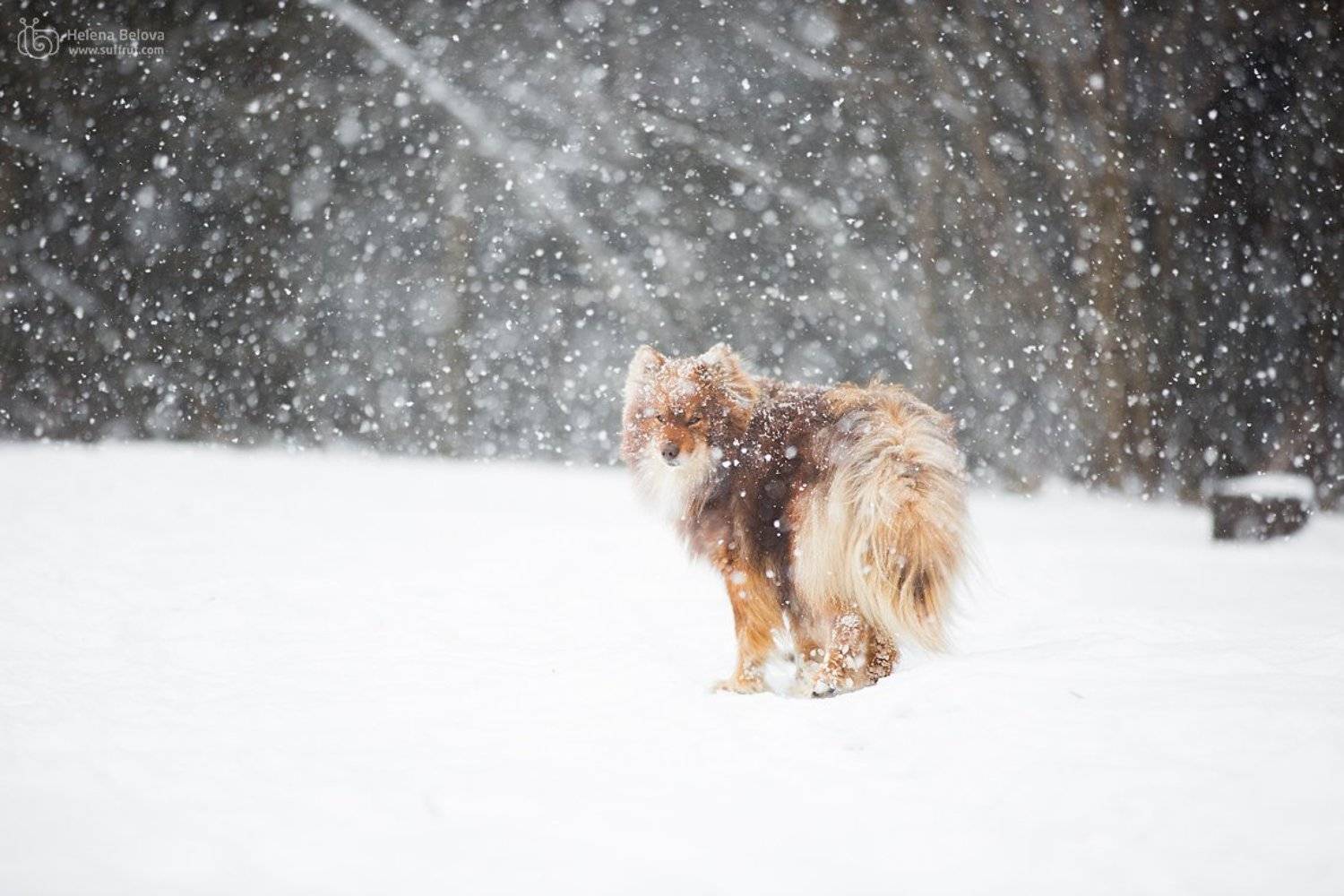 животные, пёс, Helena Belova