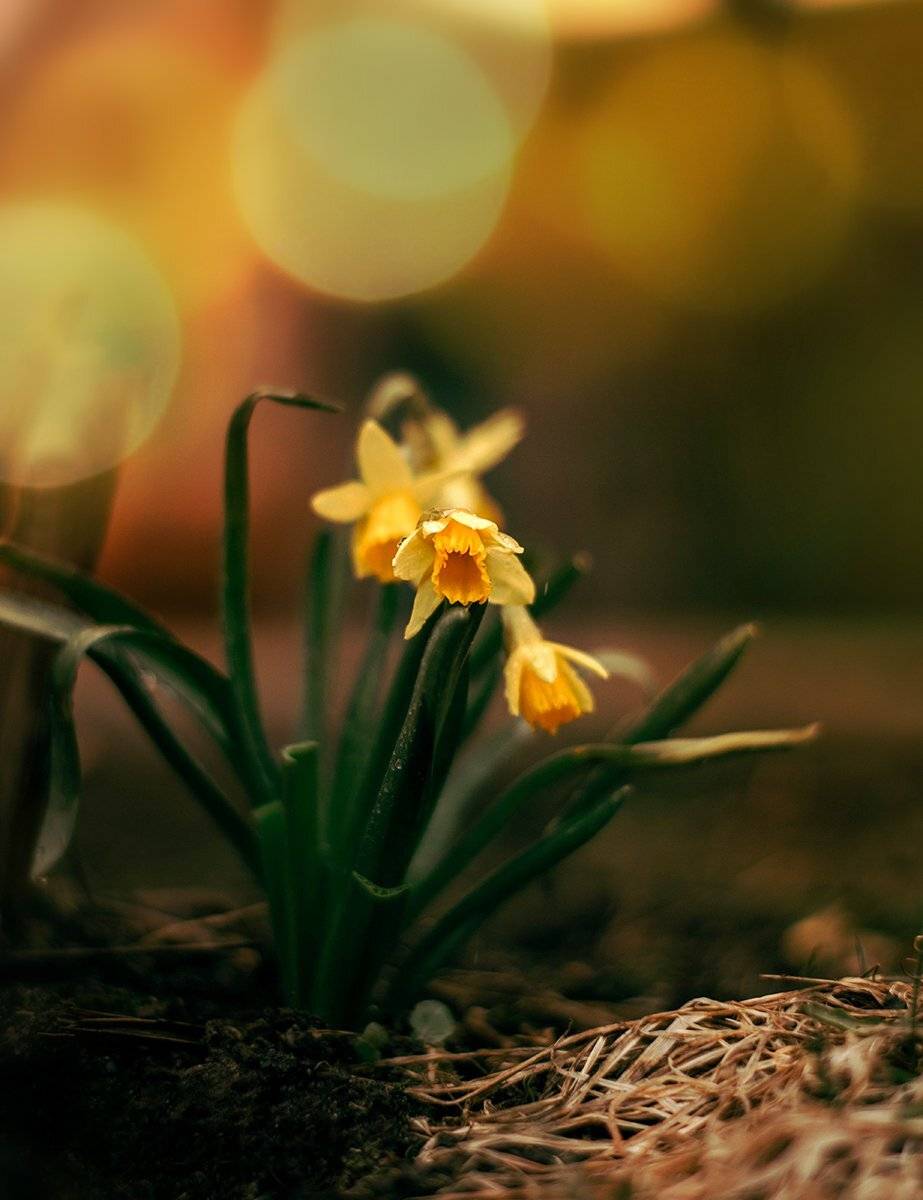 цветы весна макро, Чернякова Анна