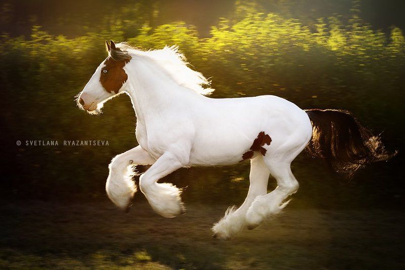 horse, run, gallop, motion, лошадь, лошади, в движении закатное фото превью
